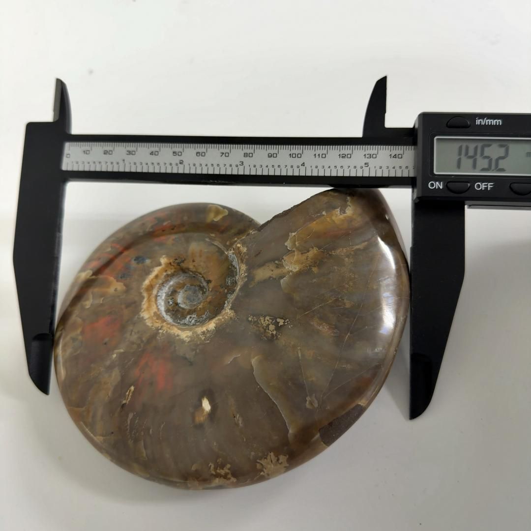 E31892 レッドファイヤーアンモナイト 化石 クリオニセラス アンモナイト 化石標本