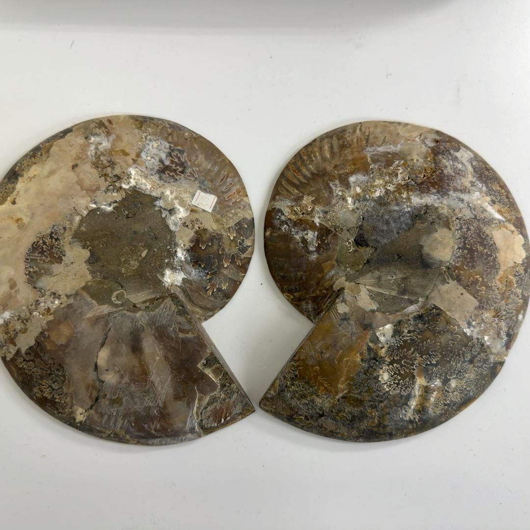 E31891 特大 台座付き ペア アンモナイトの内部 アンモナイト 化石 TALLINNNEXPO_COM