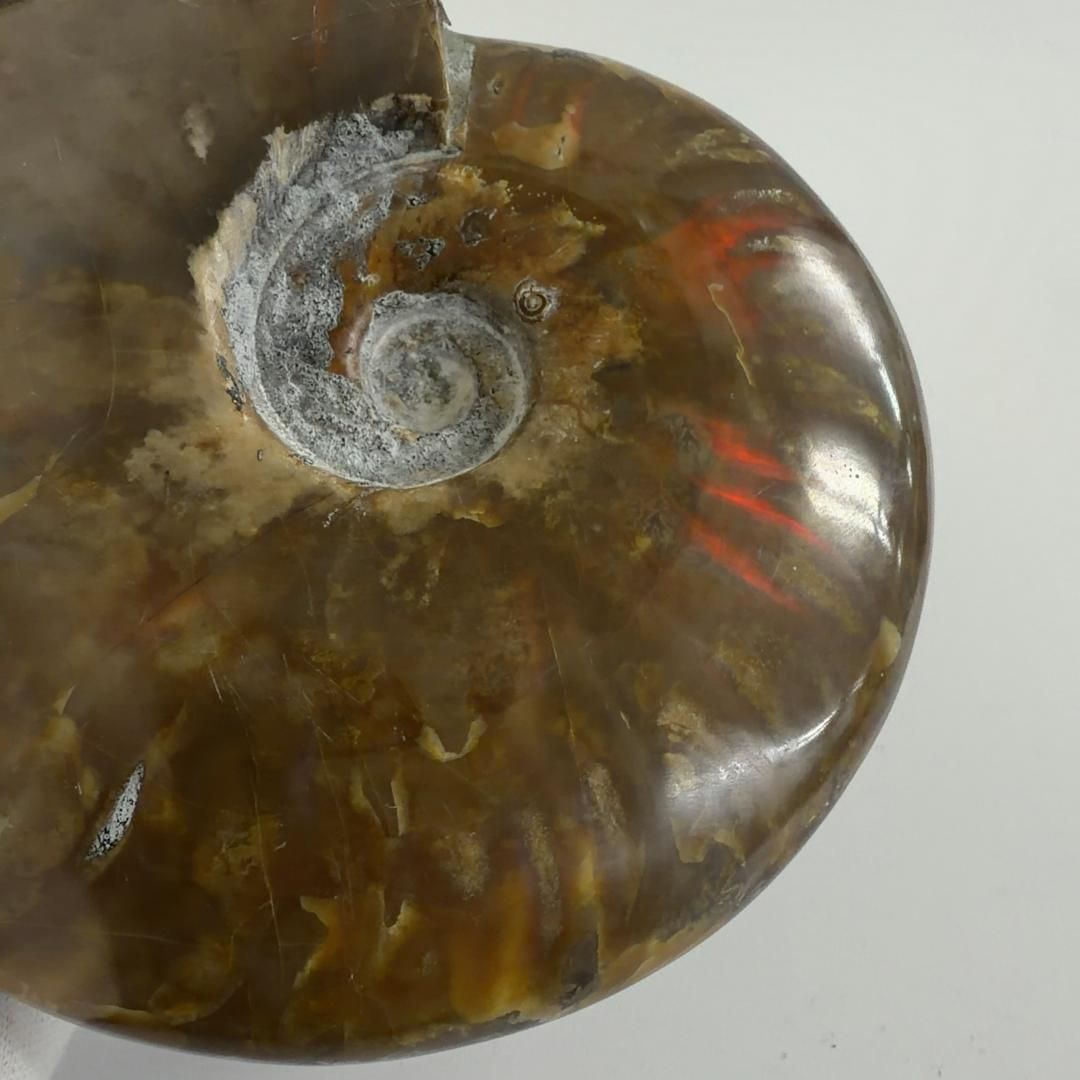 レッドファイヤーアンモナイト 化石