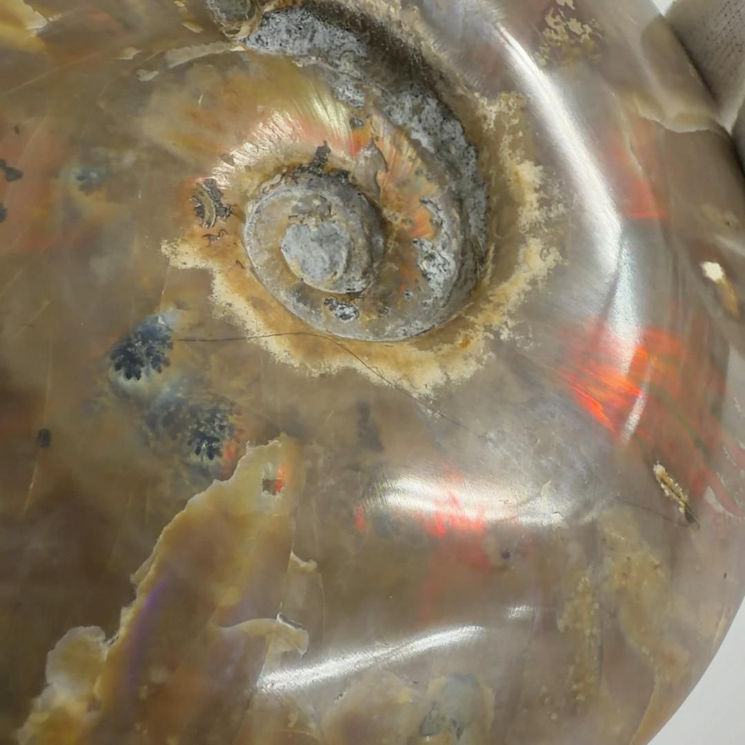 クリオニセラス アンモナイト