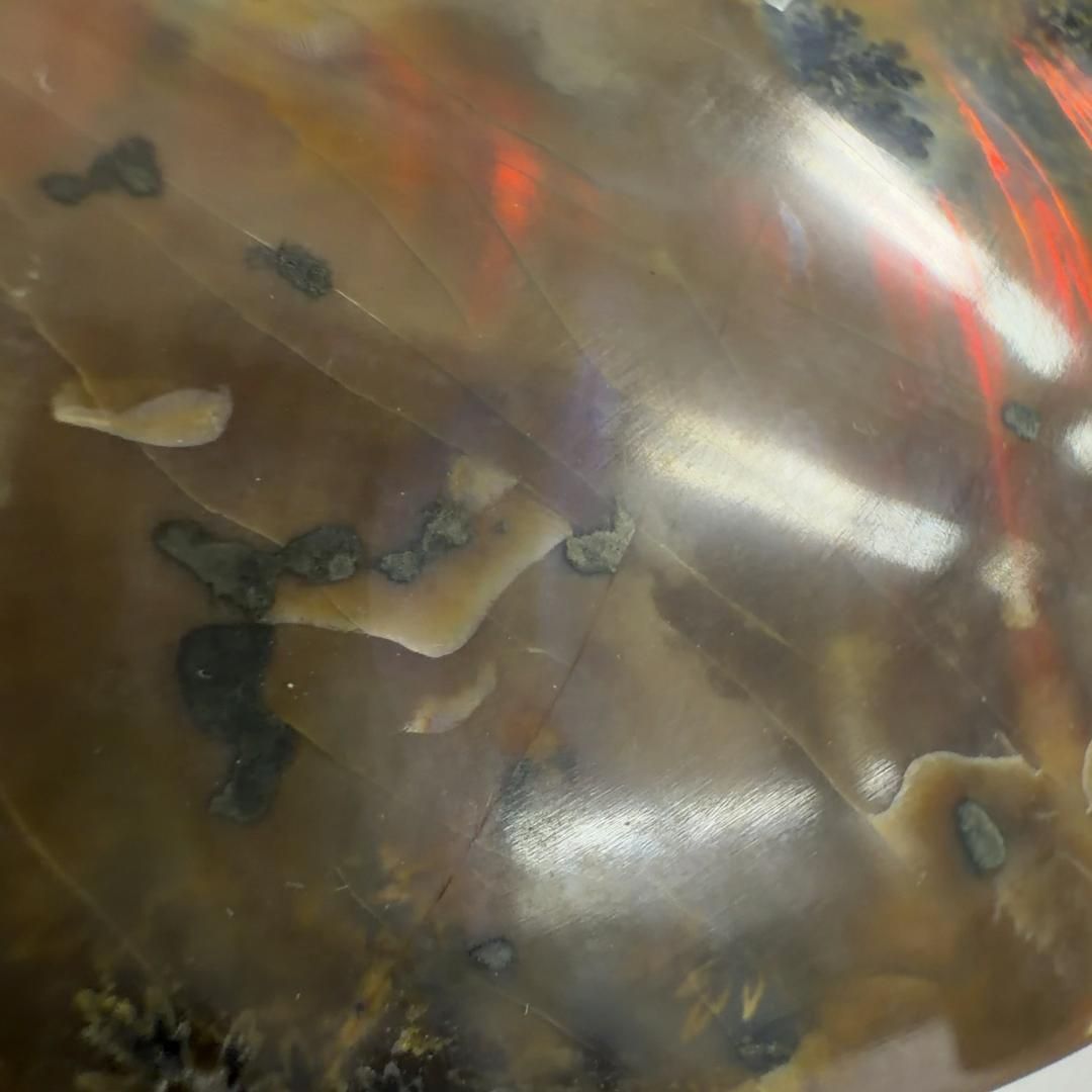 化石 クリオニセラス