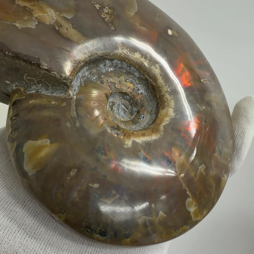 クリオニセラス アンモナイト