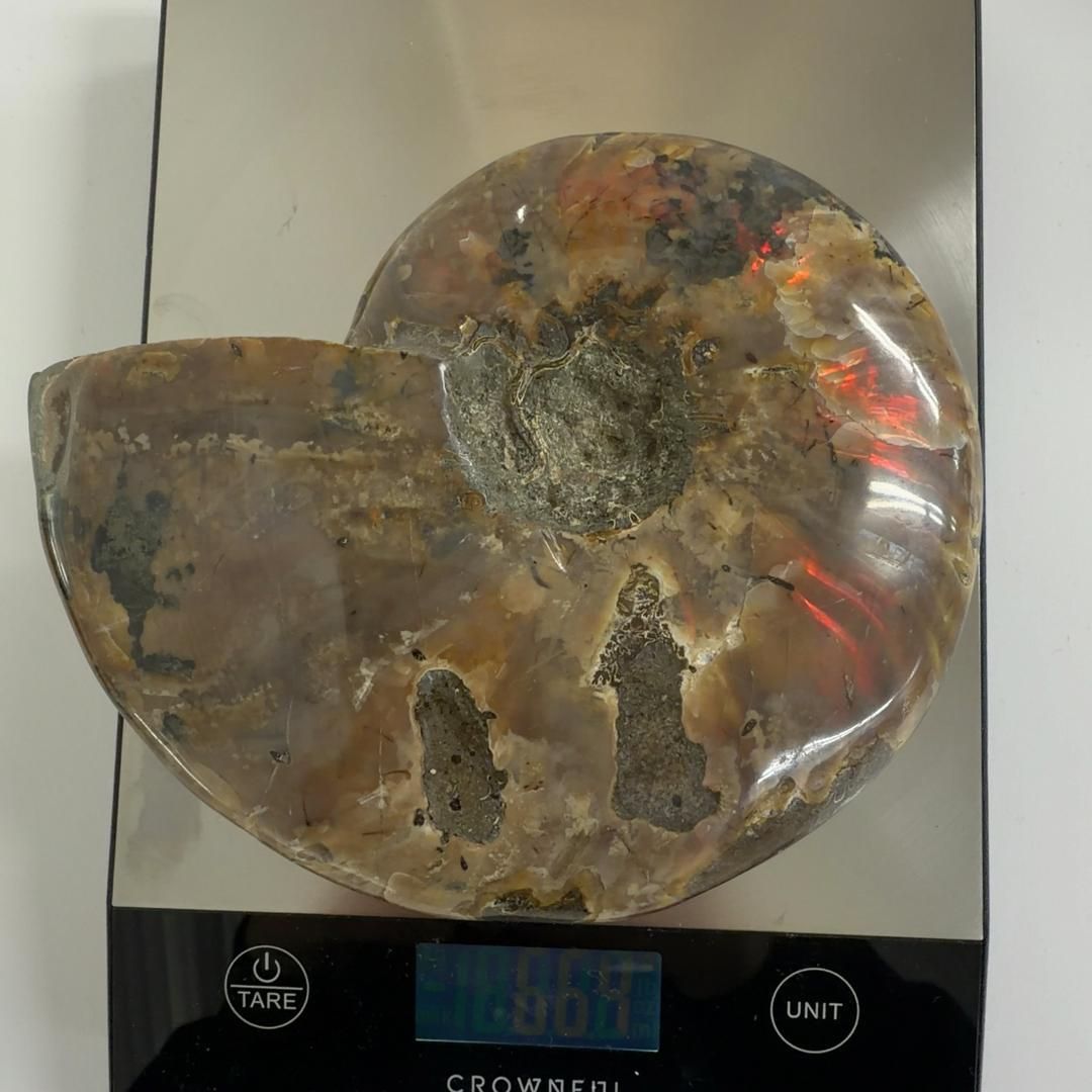 E31893 レッドファイヤーアンモナイト 化石 クリオニセラス アンモナイト 化石標本