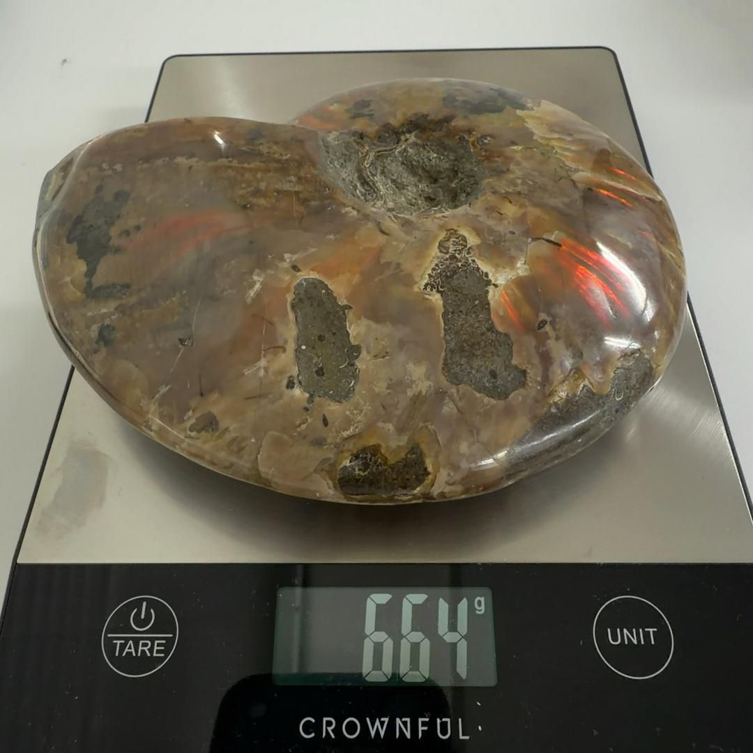 E31893 レッドファイヤーアンモナイト 化石 クリオニセラス アンモナイト 化石標本