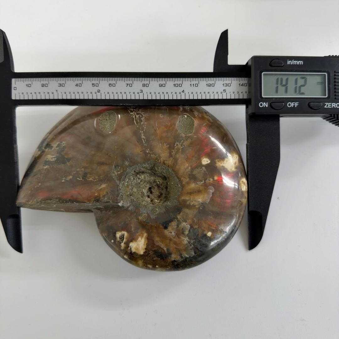 クリオニセラス