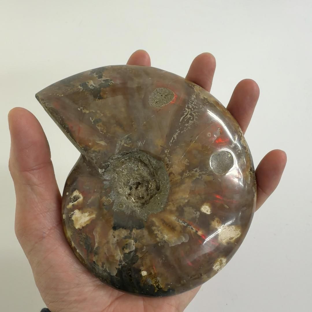 レッドファイヤーアンモナイト 化石