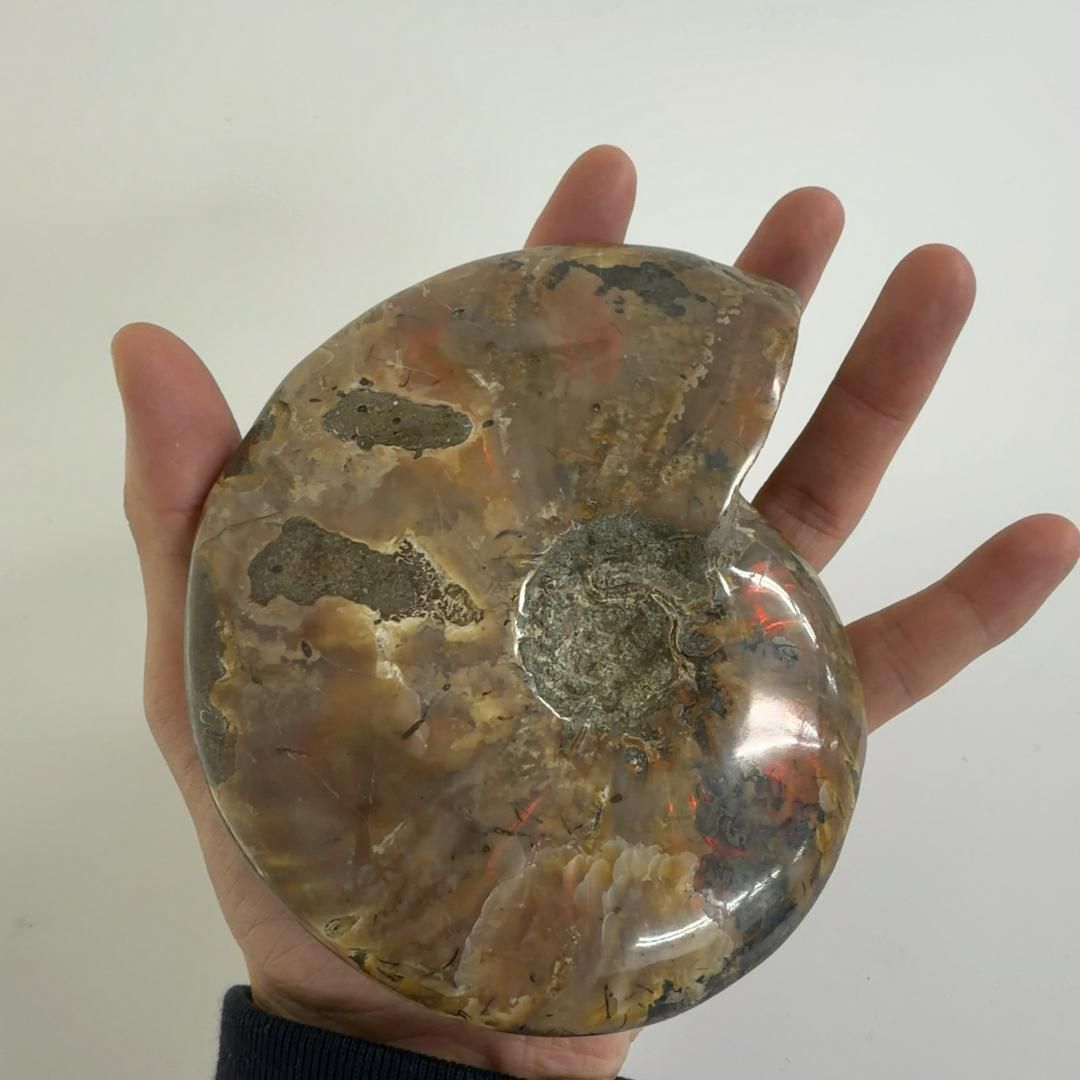 化石 クリオニセラス