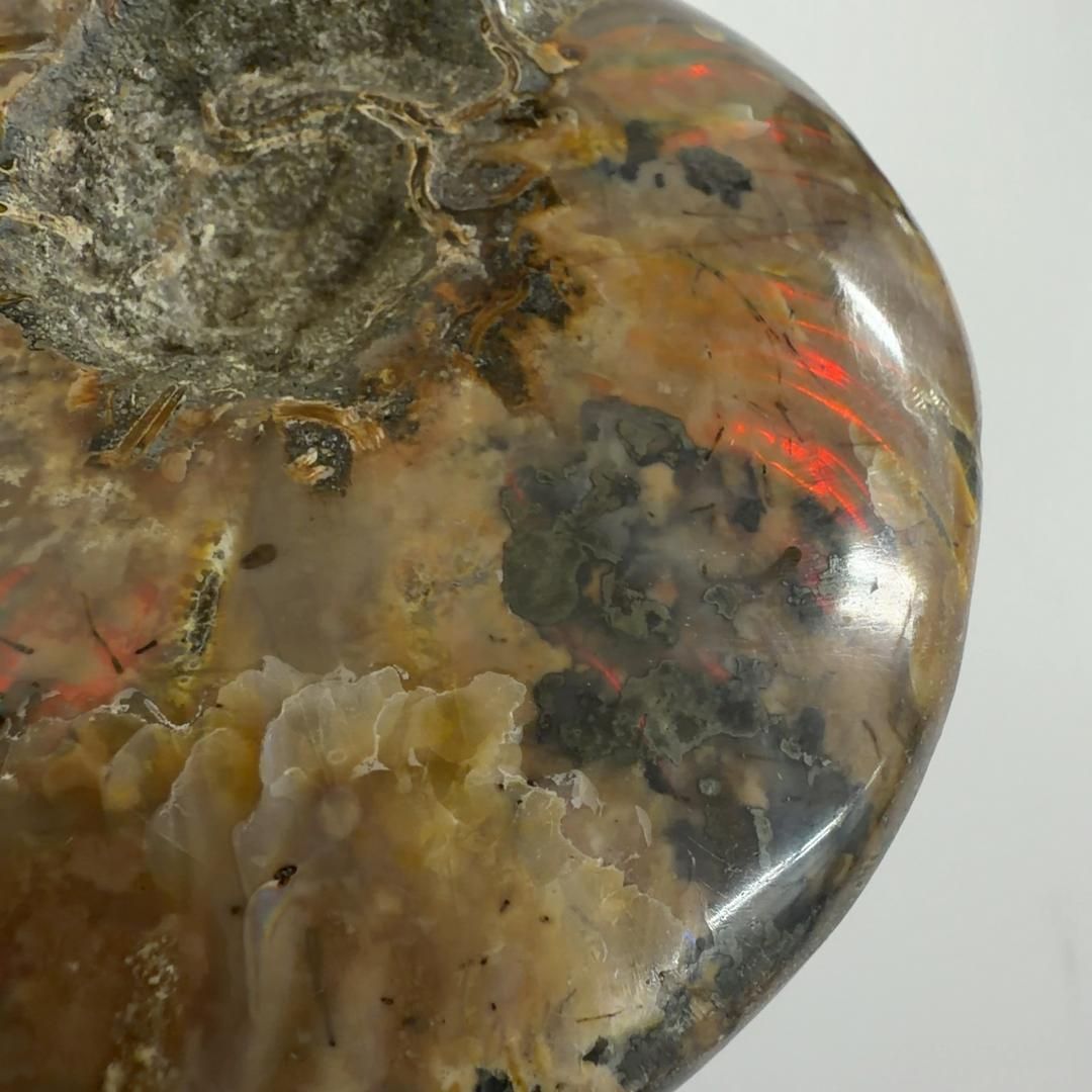 E31893 レッドファイヤーアンモナイト 化石 クリオニセラス アンモナイト 化石標本 NEXPOTALLINN_EU