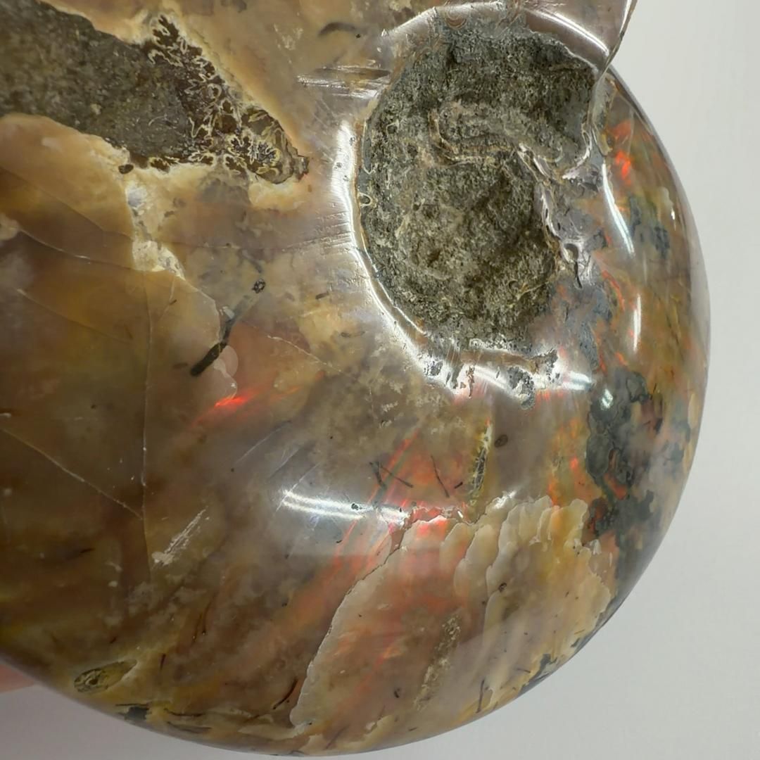 クリオニセラス アンモナイト