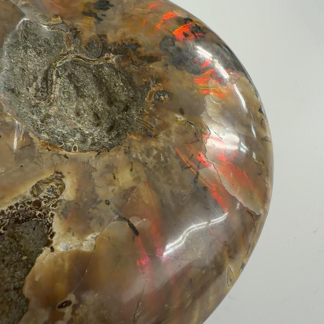 クリオニセラス アンモナイト