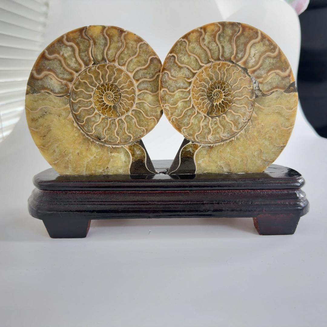 E31890 特大 台座付き ペア アンモナイトの内部 アンモナイト 化石
