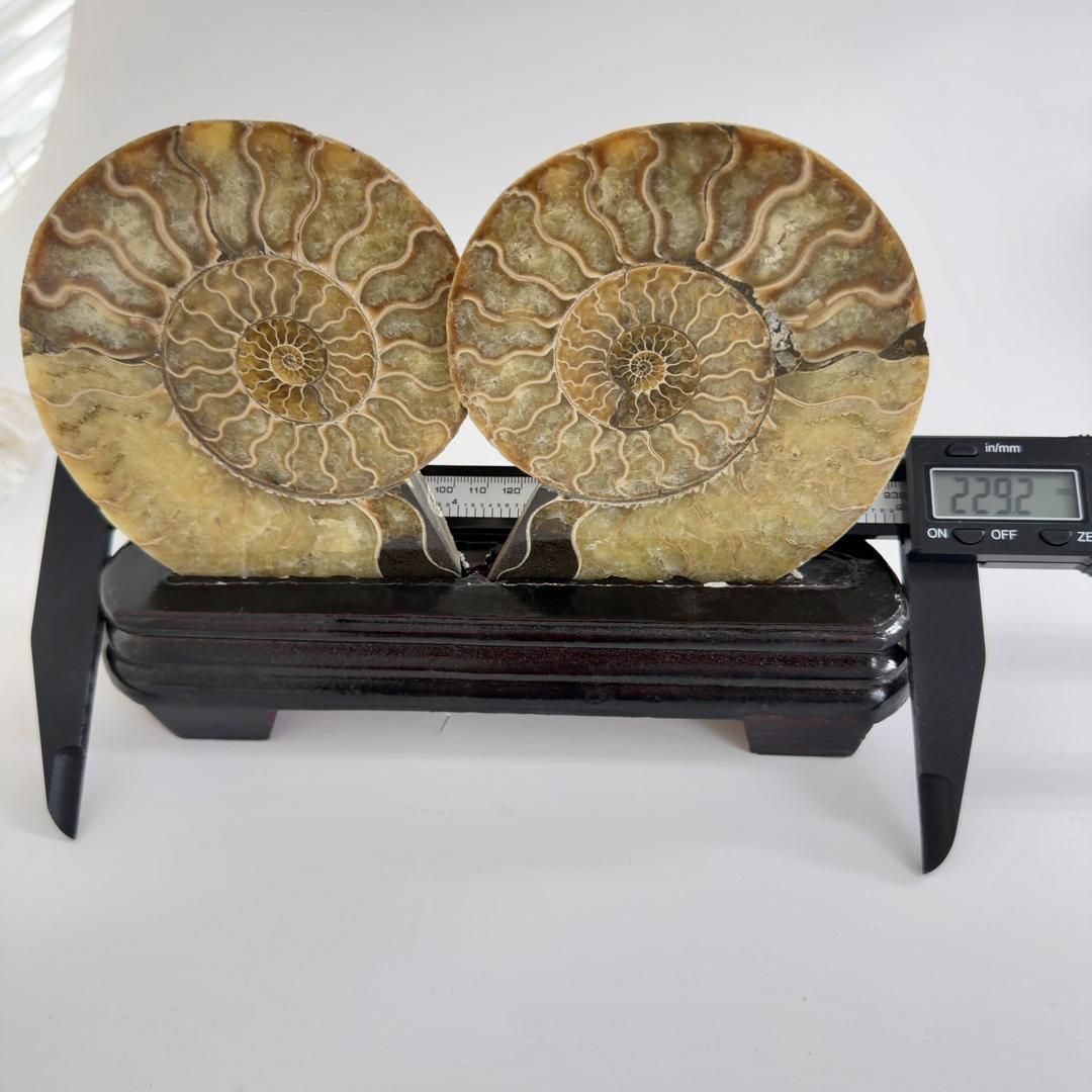 E31890 特大 台座付き ペア アンモナイトの内部 アンモナイト 化石