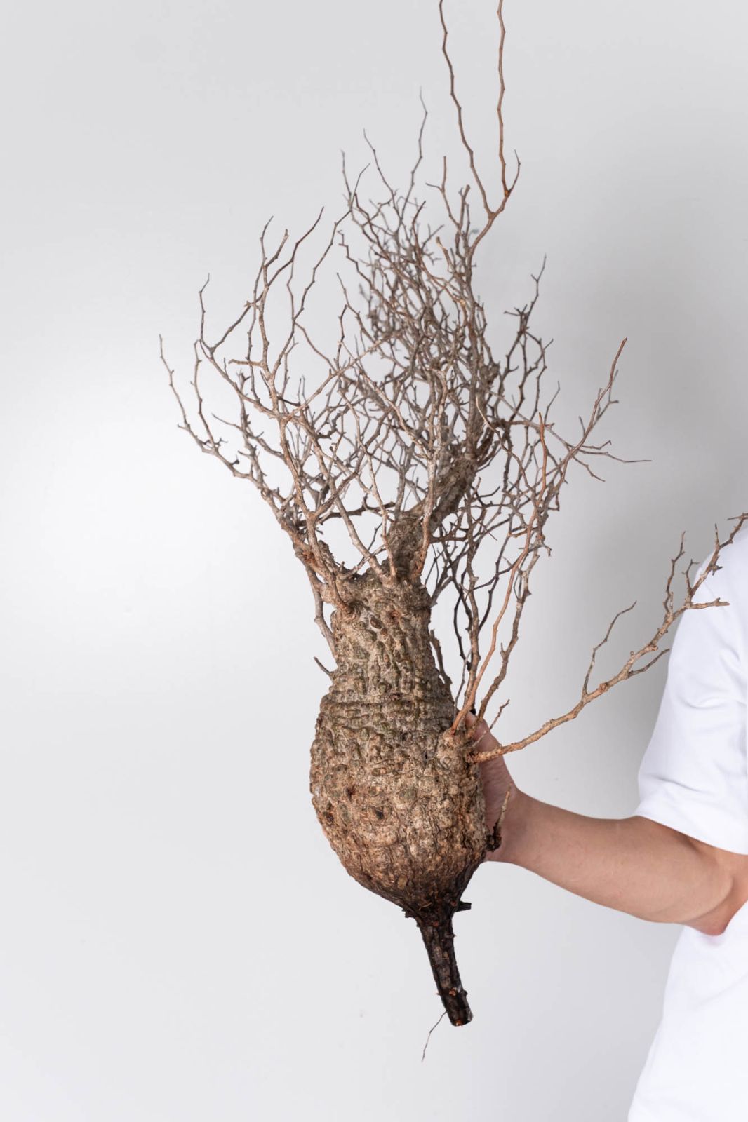 KP103 オペルクリカリア パキプス コーデックス ベアルート株 枝カット