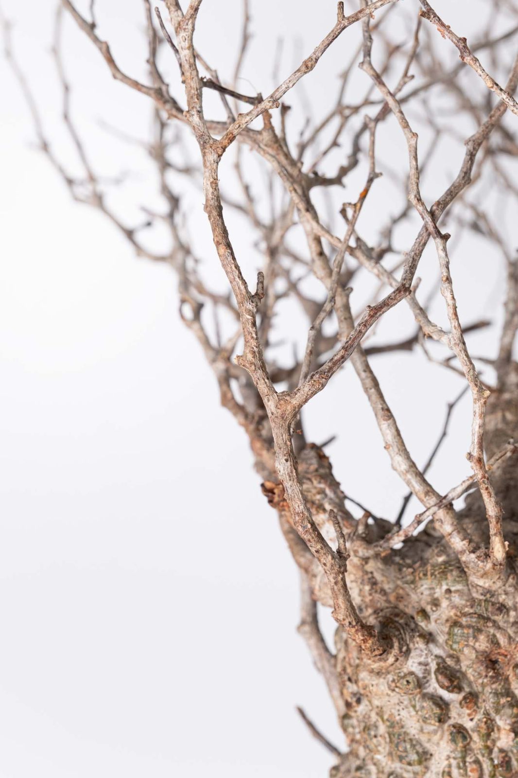 KP103 オペルクリカリア パキプス コーデックス ベアルート株　枝カット済み NP103 オペルクリカリア パキプス コーデックス ベアルート株