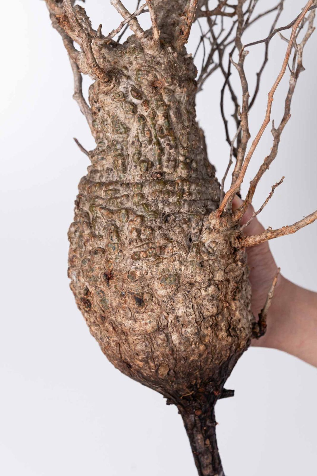 NP103 オペルクリカリア パキプス コーデックス ベアルート株