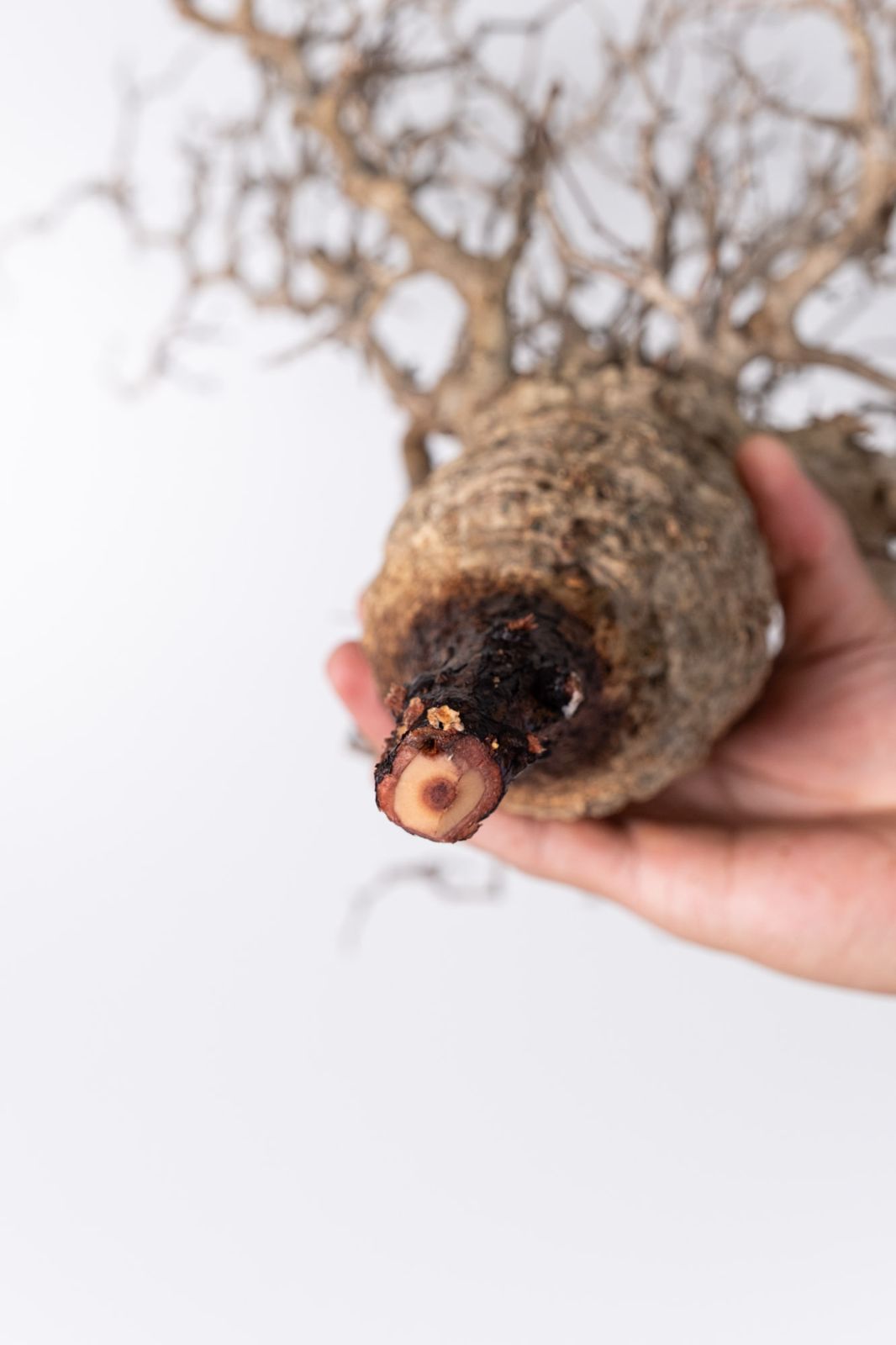 NP105 オペルクリカリア パキプス コーデックス ベアルート株