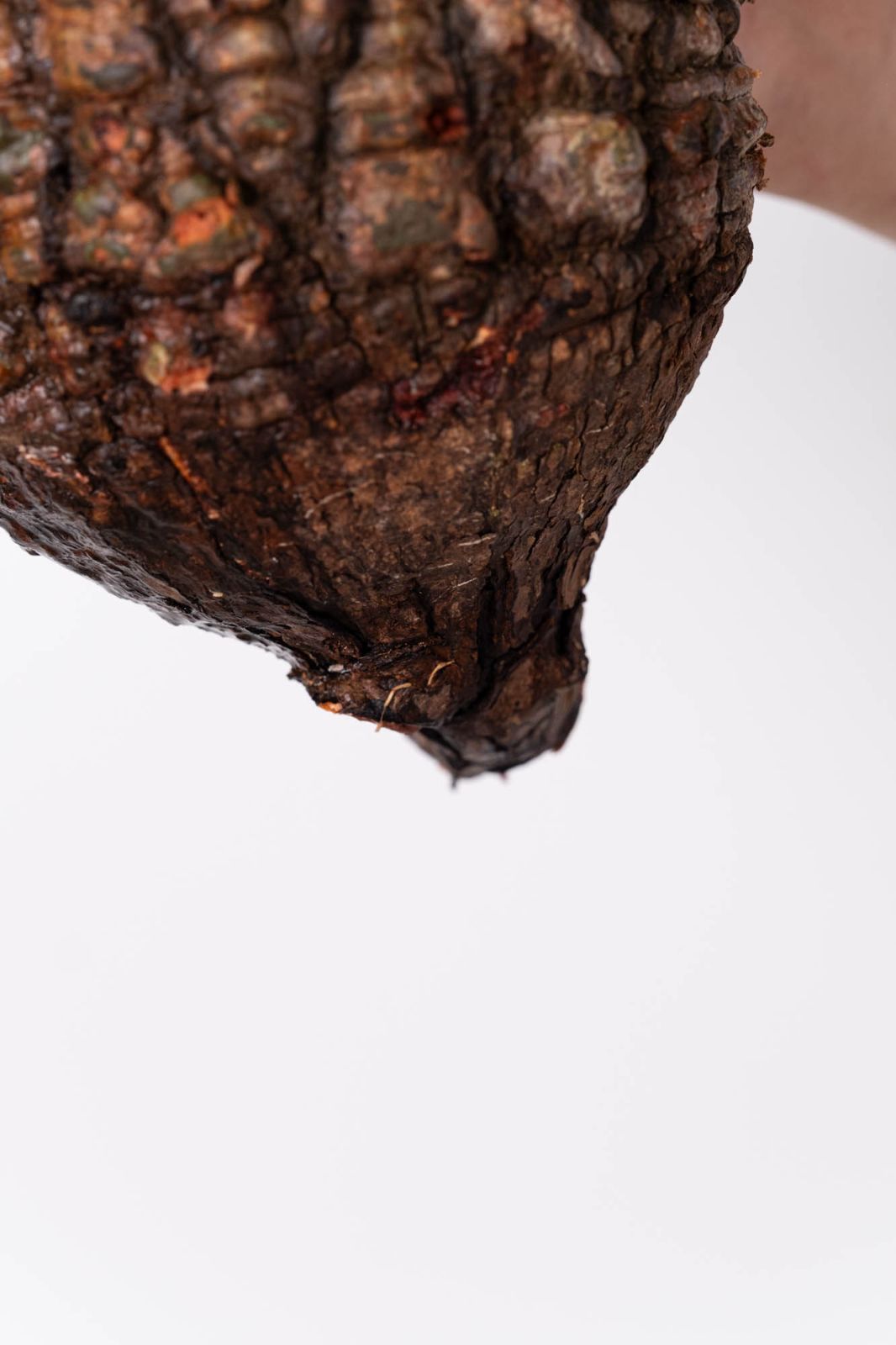 NP108 オペルクリカリア パキプス コーデックス ベアルート株 - メルカリ