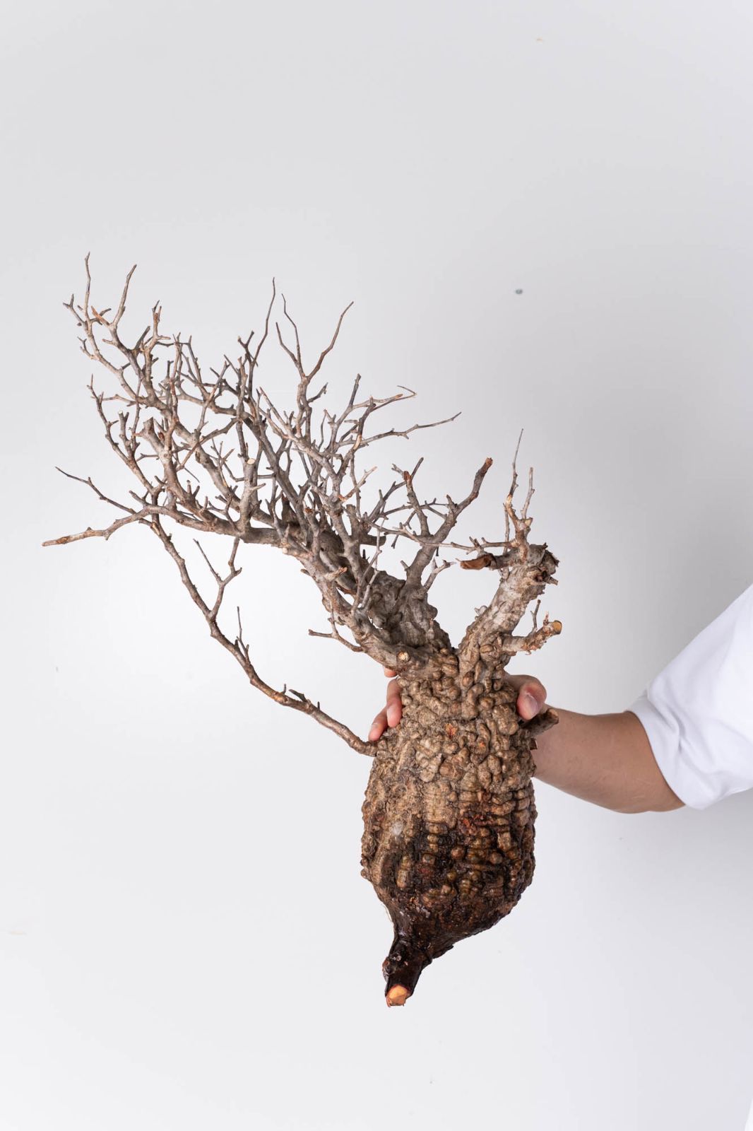 HP108 オペルクリカリア パキプス チャレンジ株 コーデックス ベアルート株 HP108 オペルクリカリア パキプス チャレンジ株 コーデックス