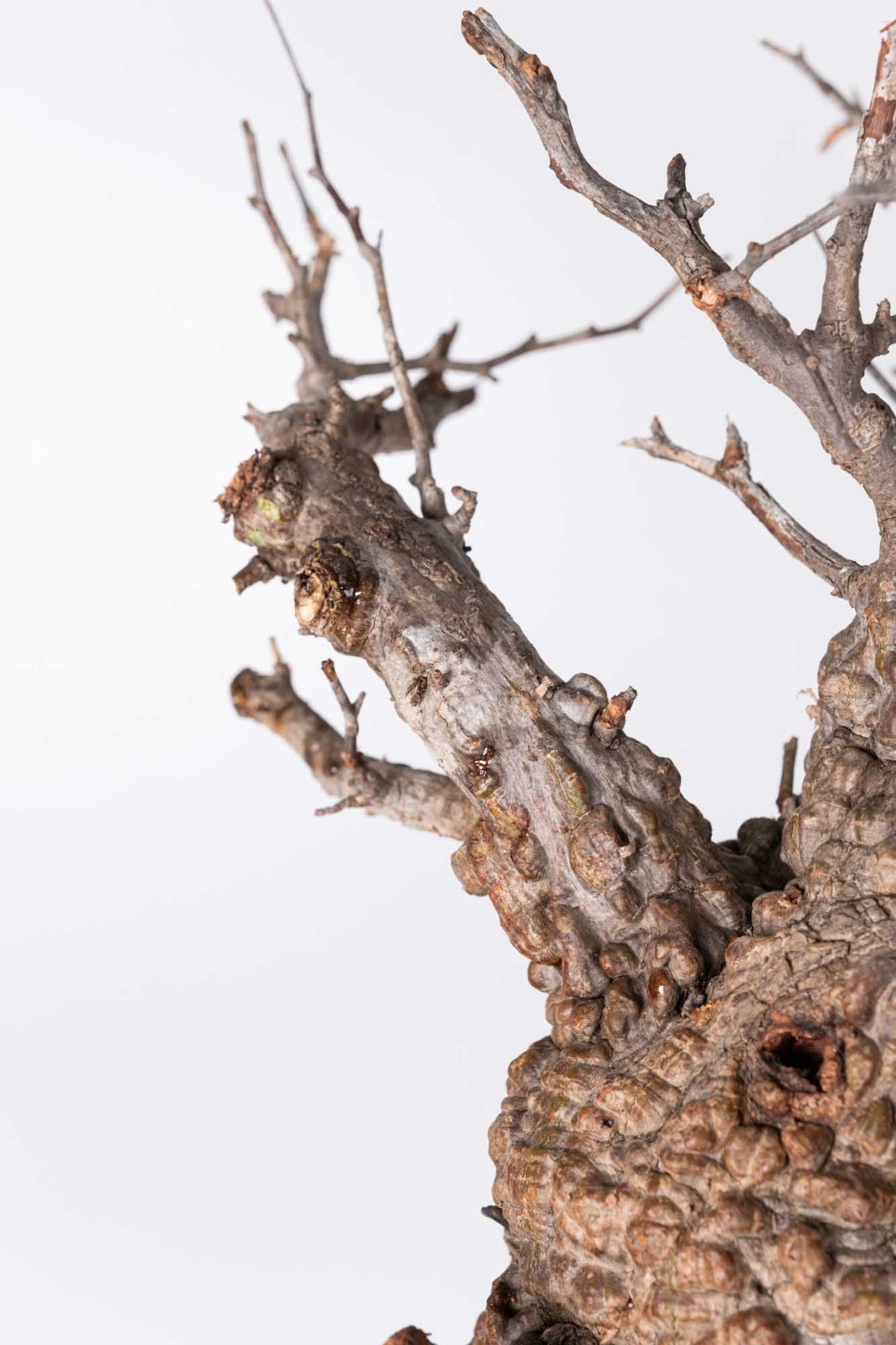 NP108 オペルクリカリア パキプス コーデックス ベアルート株 - メルカリ