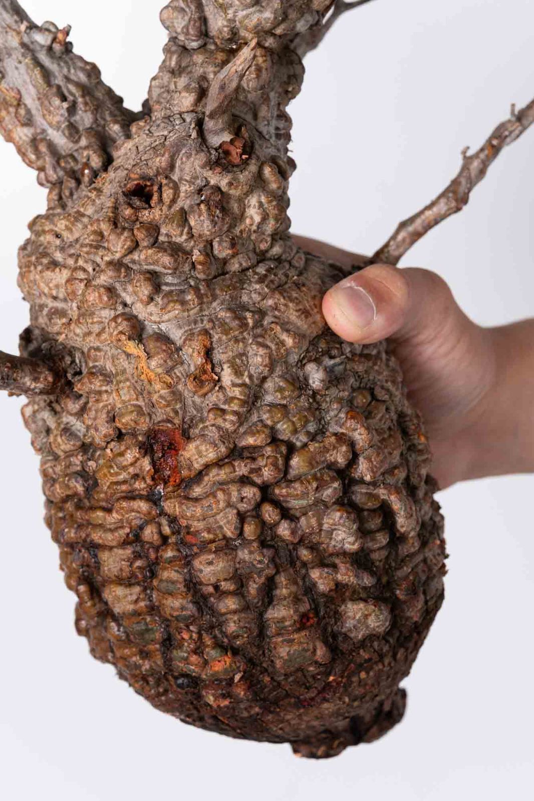 NP108 オペルクリカリア パキプス コーデックス ベアルート株 - メルカリ