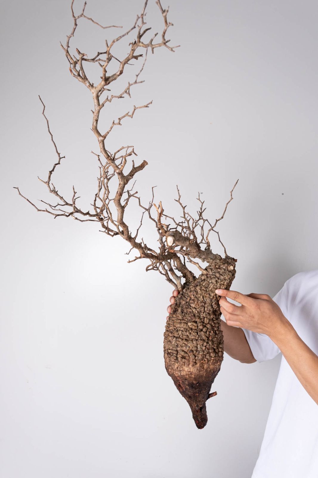 HP109 オペルクリカリア パキプス コーデックス ベアルート株 HP109 オペルクリカリア パキプス コーデックス ベアルート株 RAFLUM