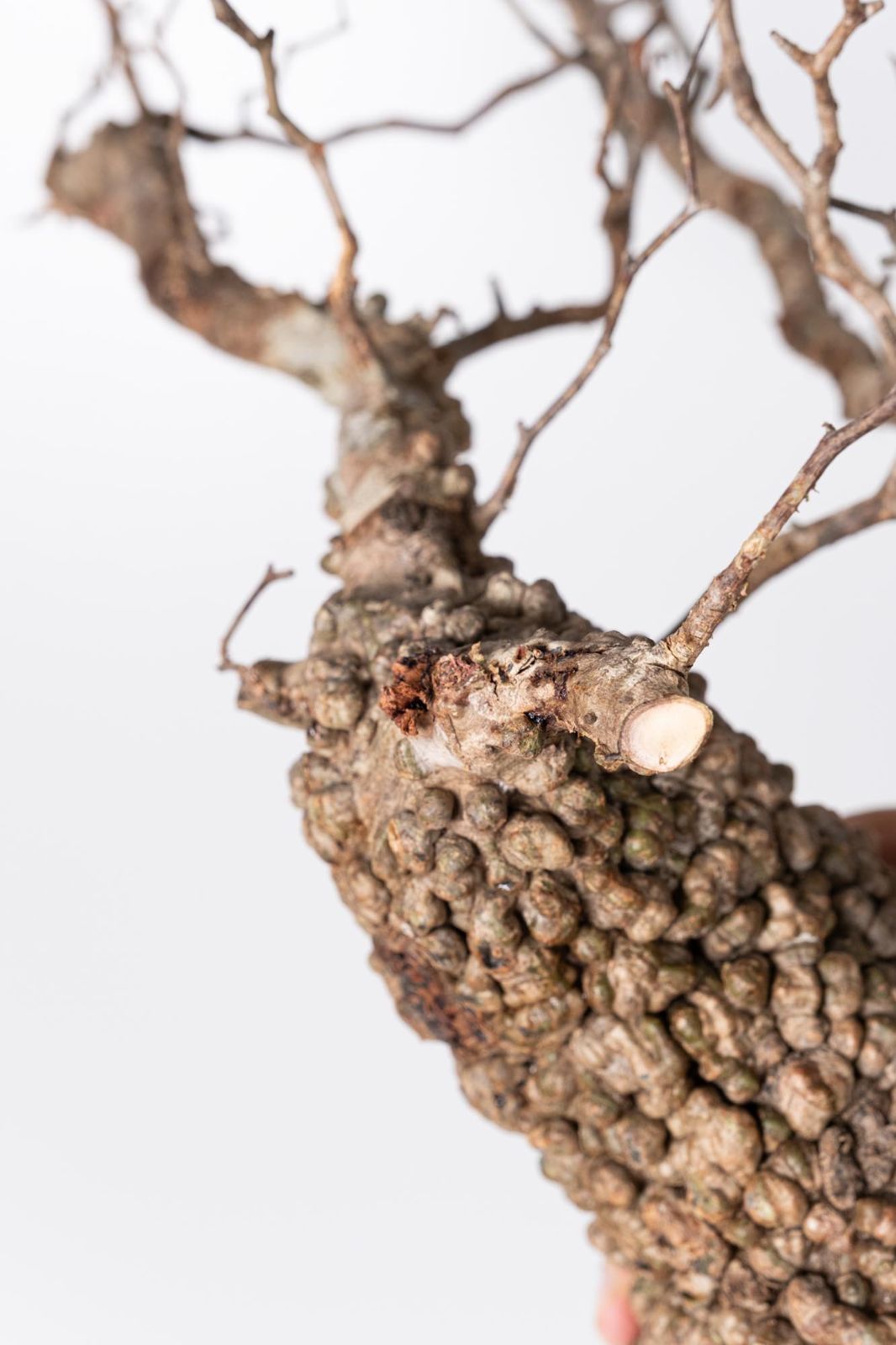 HP109 オペルクリカリア パキプス コーデックス ベアルート株 HP109 オペルクリカリア パキプス コーデックス ベアルート株 RAFLUM