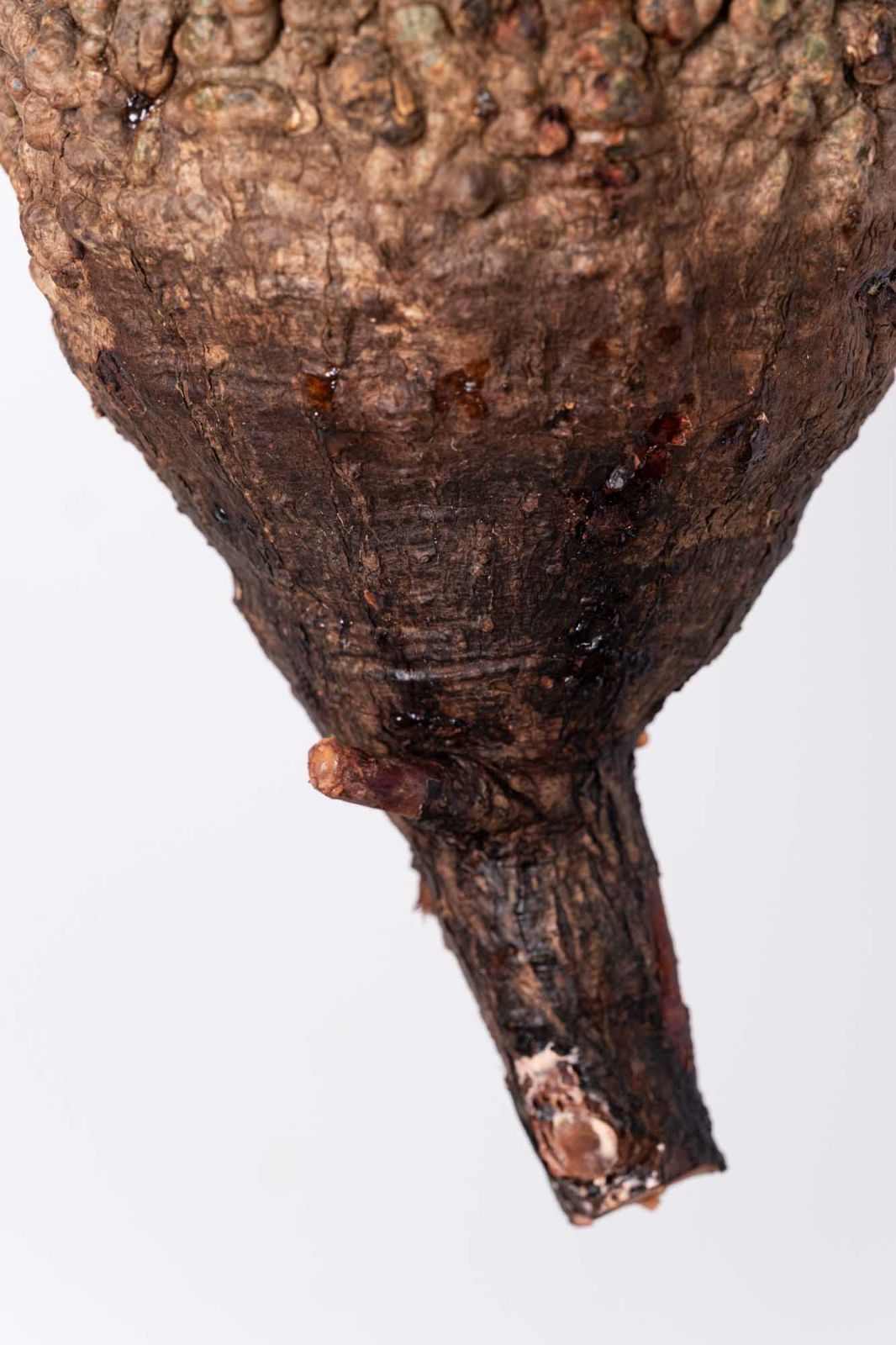 NP109 オペルクリカリア パキプス コーデックス ベアルート株 - メルカリ