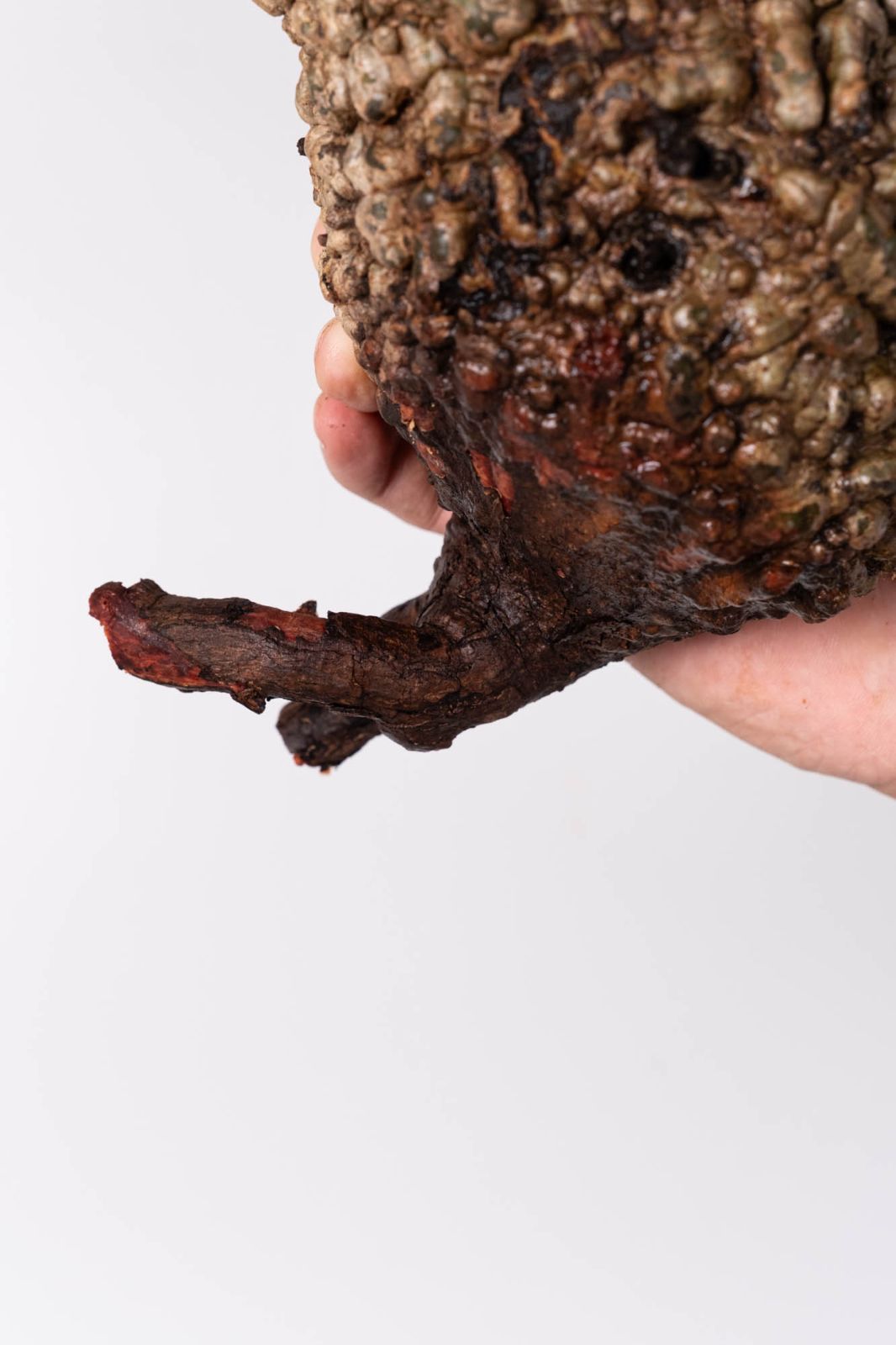 NP112 オペルクリカリア パキプス コーデックス ベアルート株