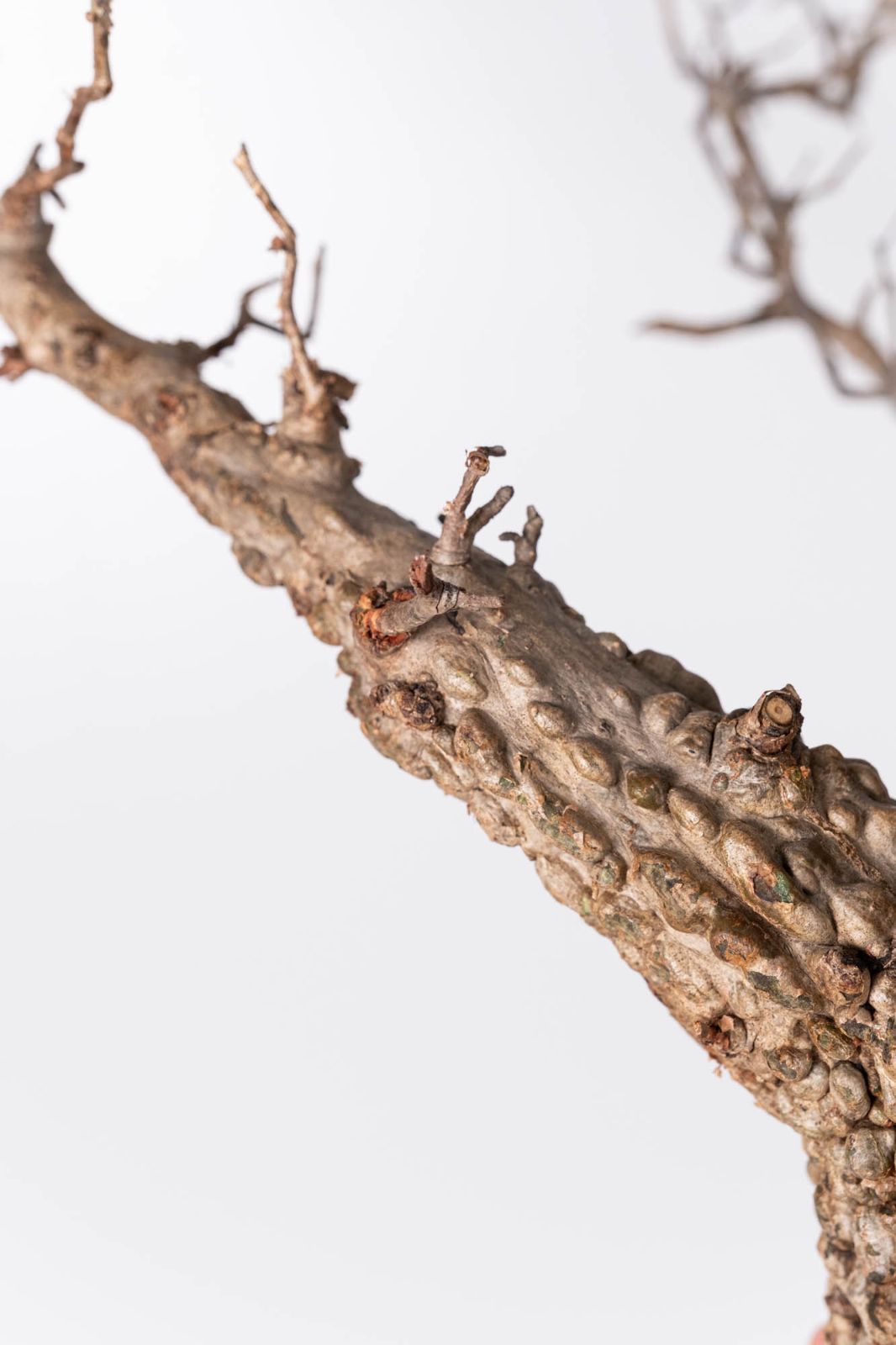 NP112 オペルクリカリア パキプス コーデックス ベアルート株