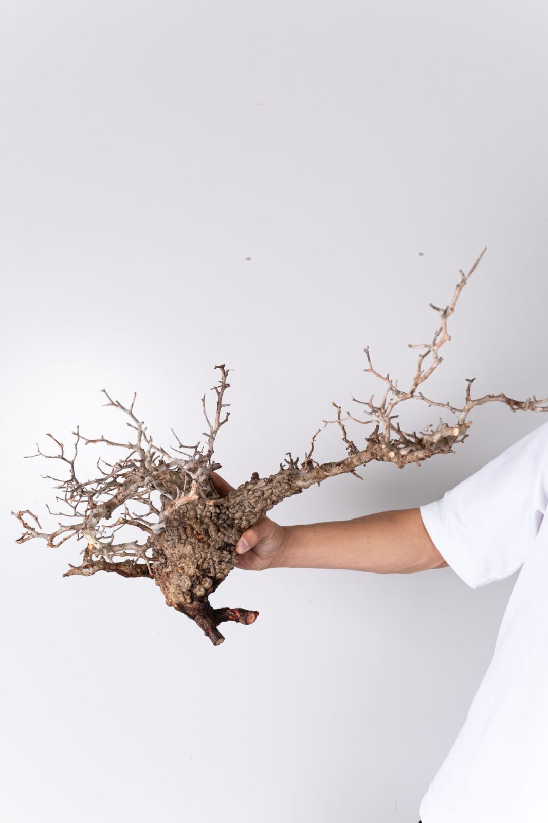 KP102 オペルクリカリア パキプス コーデックス ベアルート株 枝カット