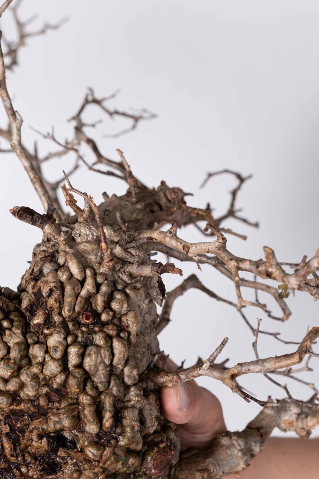 NP112 オペルクリカリア パキプス コーデックス ベアルート株