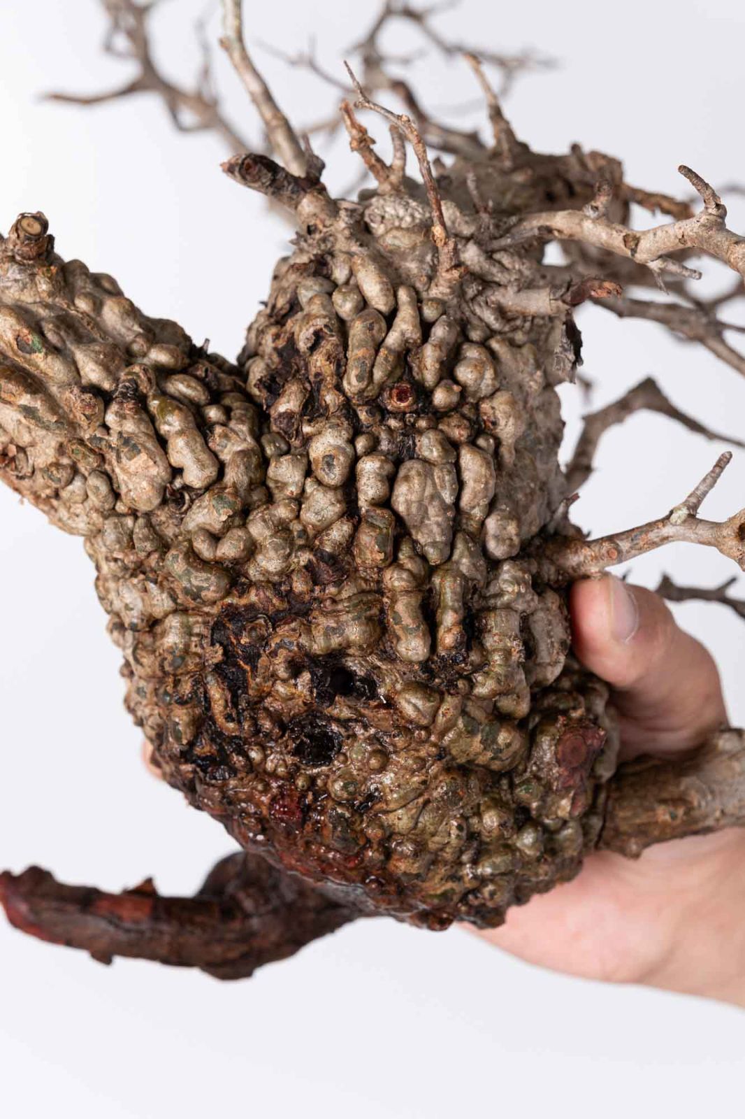 NP112 オペルクリカリア パキプス コーデックス ベアルート株