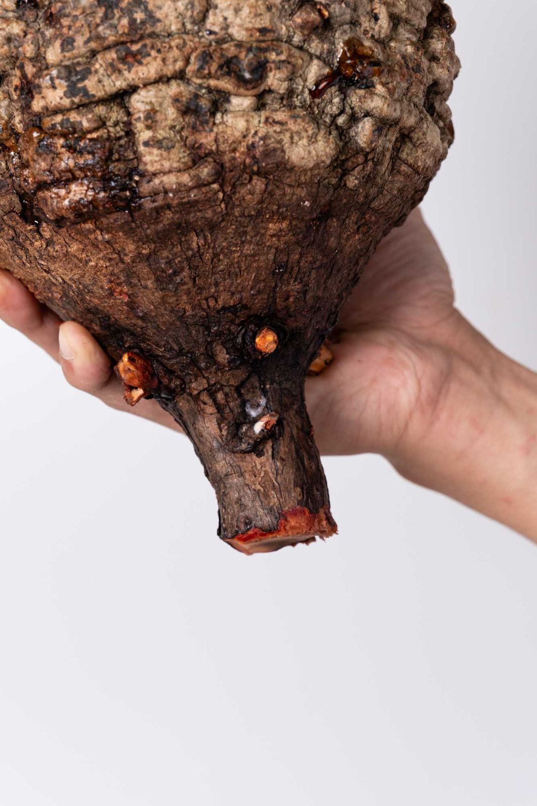 NP116 オペルクリカリア パキプス コーデックス ベアルート株 - メルカリ