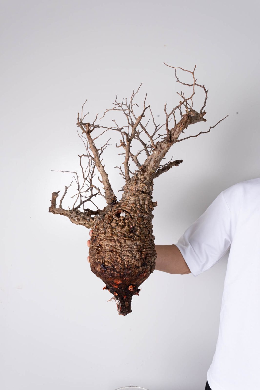 BP96 オペルクリカリア パキプス ベアルート株 NP116 オペルクリカリア パキプス コーデックス ベアルート株 - メルカリ