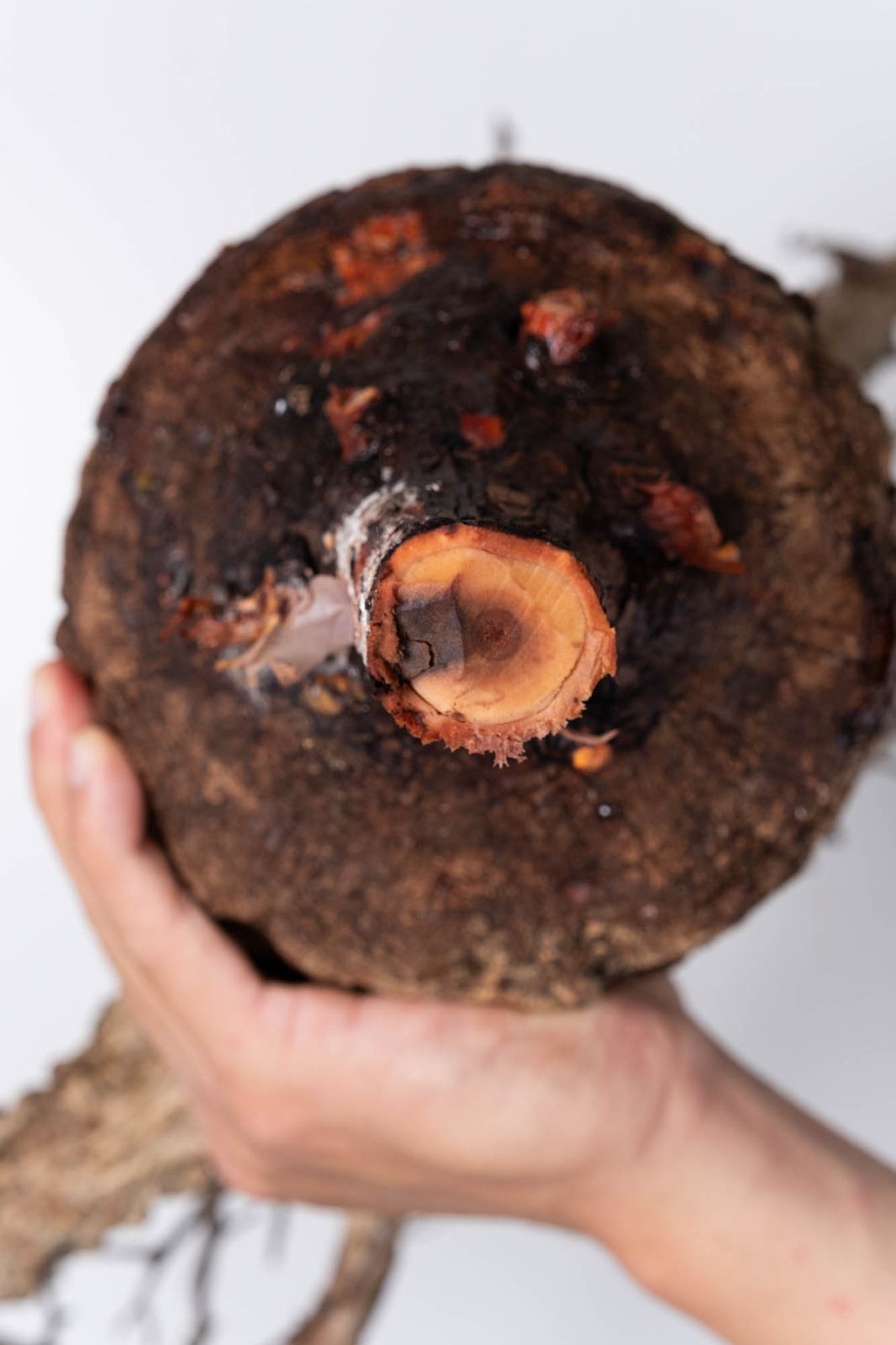 NP116 オペルクリカリア パキプス コーデックス ベアルート株 - メルカリ