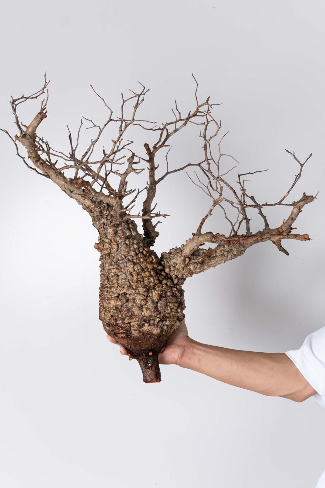 BP90 オペルクリカリア パキプス コーデックス ベアルート株 NP116 オペルクリカリア パキプス コーデックス ベアルート株 - メルカリ