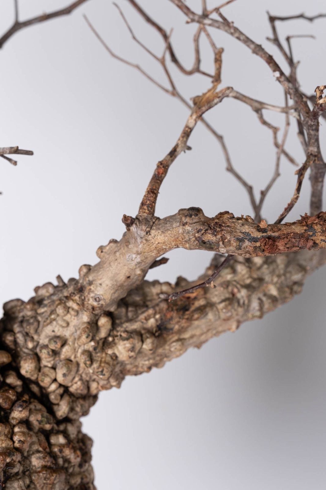 NP116 オペルクリカリア パキプス コーデックス ベアルート株 - メルカリ