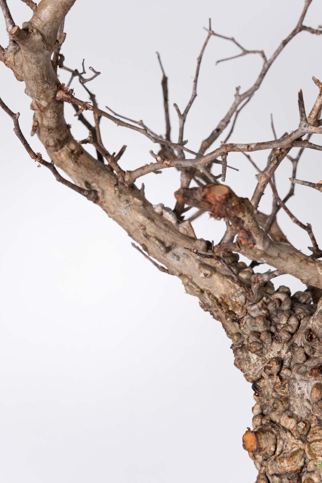 NP116 オペルクリカリア パキプス コーデックス ベアルート株 - メルカリ