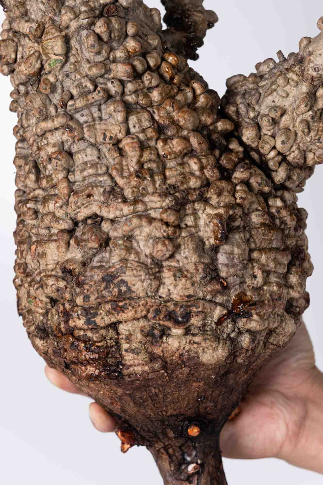 NP116 オペルクリカリア パキプス コーデックス ベアルート株 - メルカリ