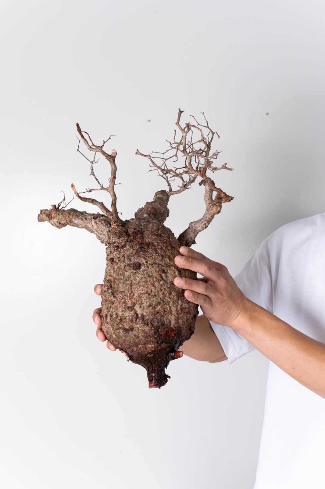 NP118 オペルクリカリア パキプス コーデックス ベアルート株