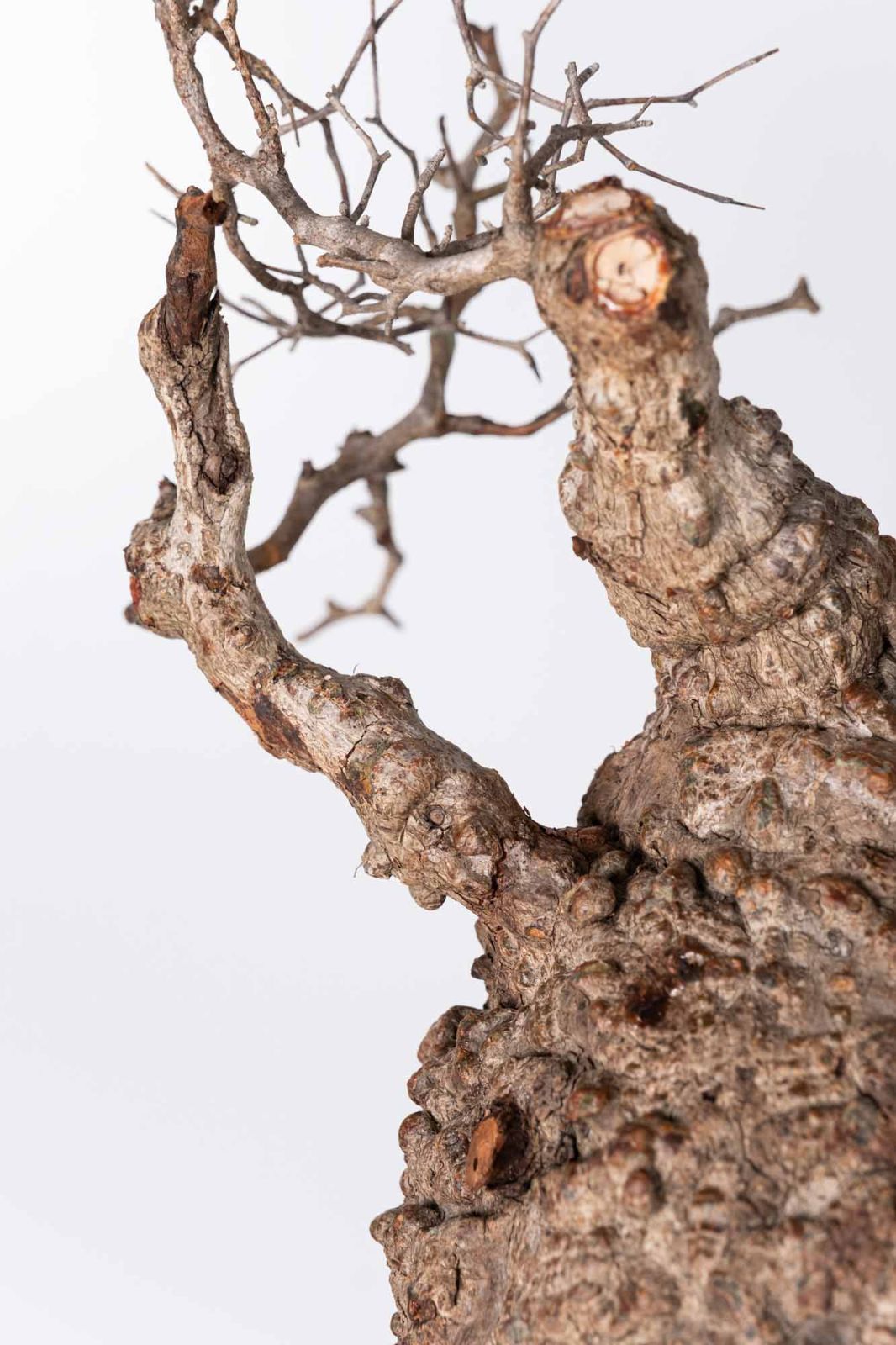 EP207 オペルクリカリア パキプス コーデックス ベアルート株 EP207 オペルクリカリア パキプス コーデックス ベアルート株