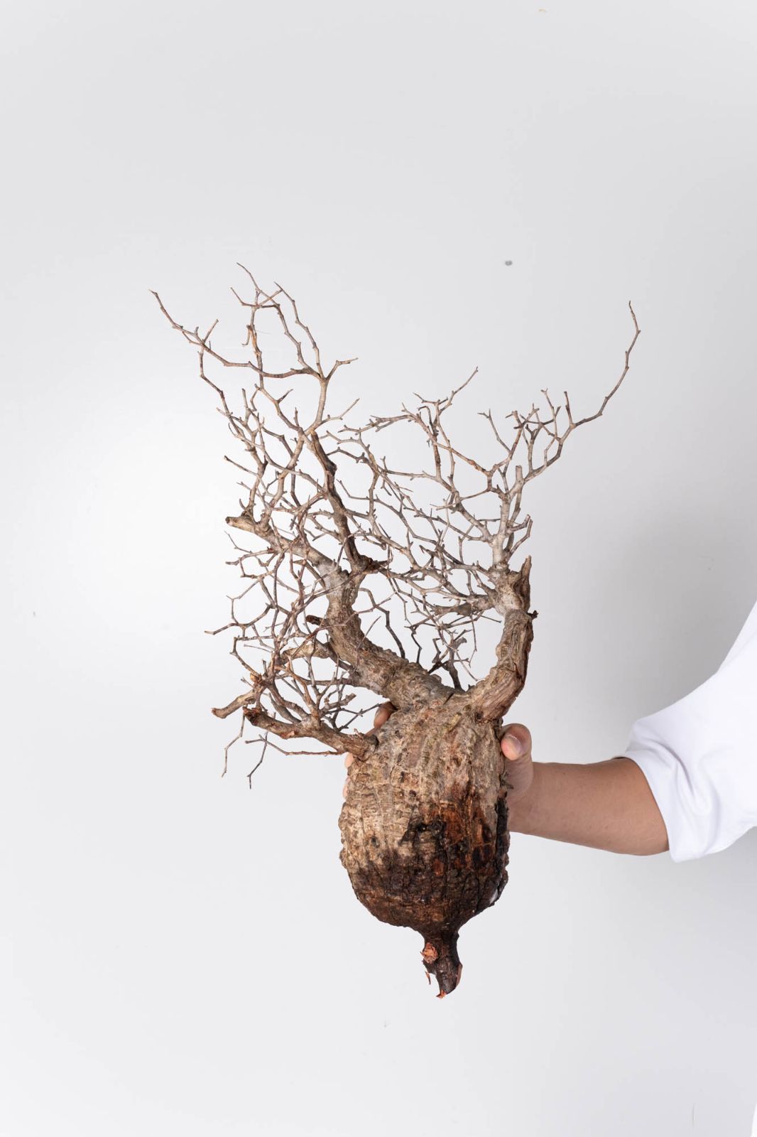 NP120 オペルクリカリア パキプス コーデックス ベアルート株