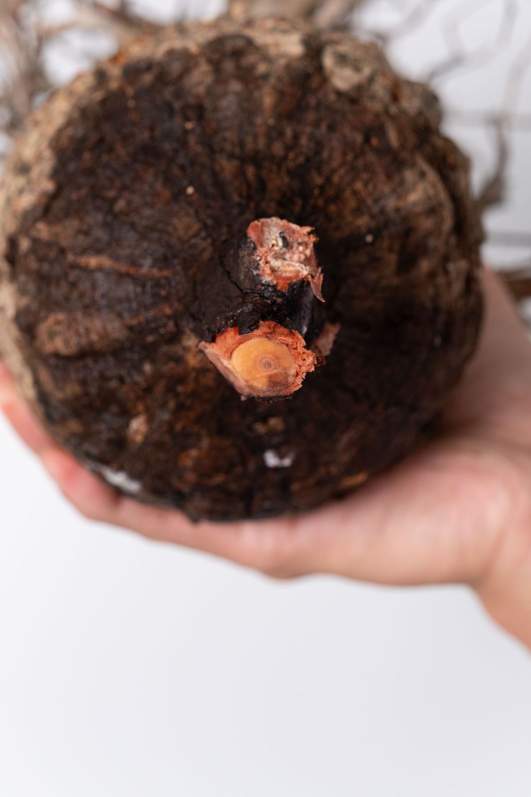 GP98 オペルクリカリア パキプス コーデックス ベアルート株 GP98 オペルクリカリア パキプス コーデックス ベアルート株