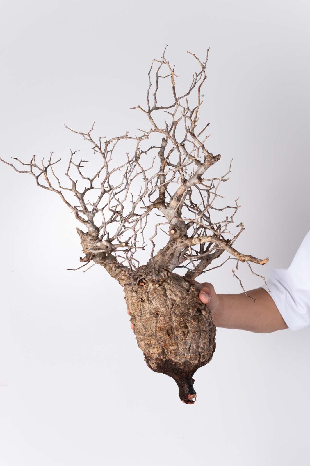 GP98 オペルクリカリア パキプス コーデックス ベアルート株 GP98 オペルクリカリア パキプス コーデックス ベアルート株