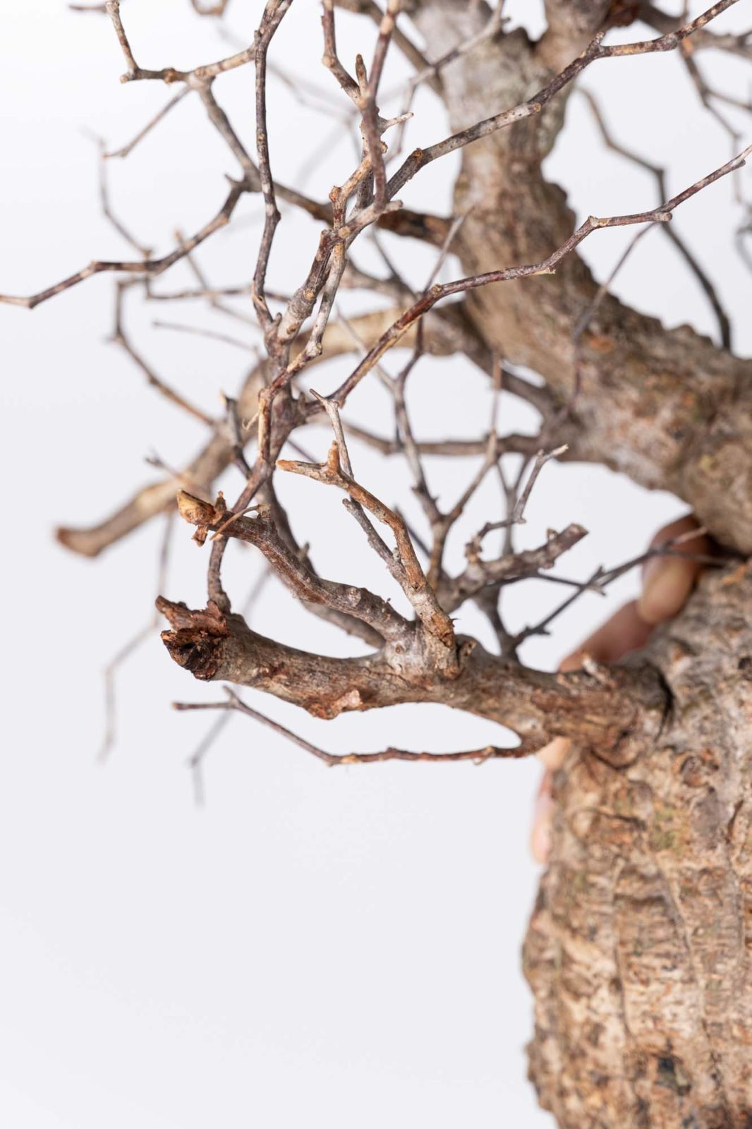 NP120 オペルクリカリア パキプス コーデックス ベアルート株