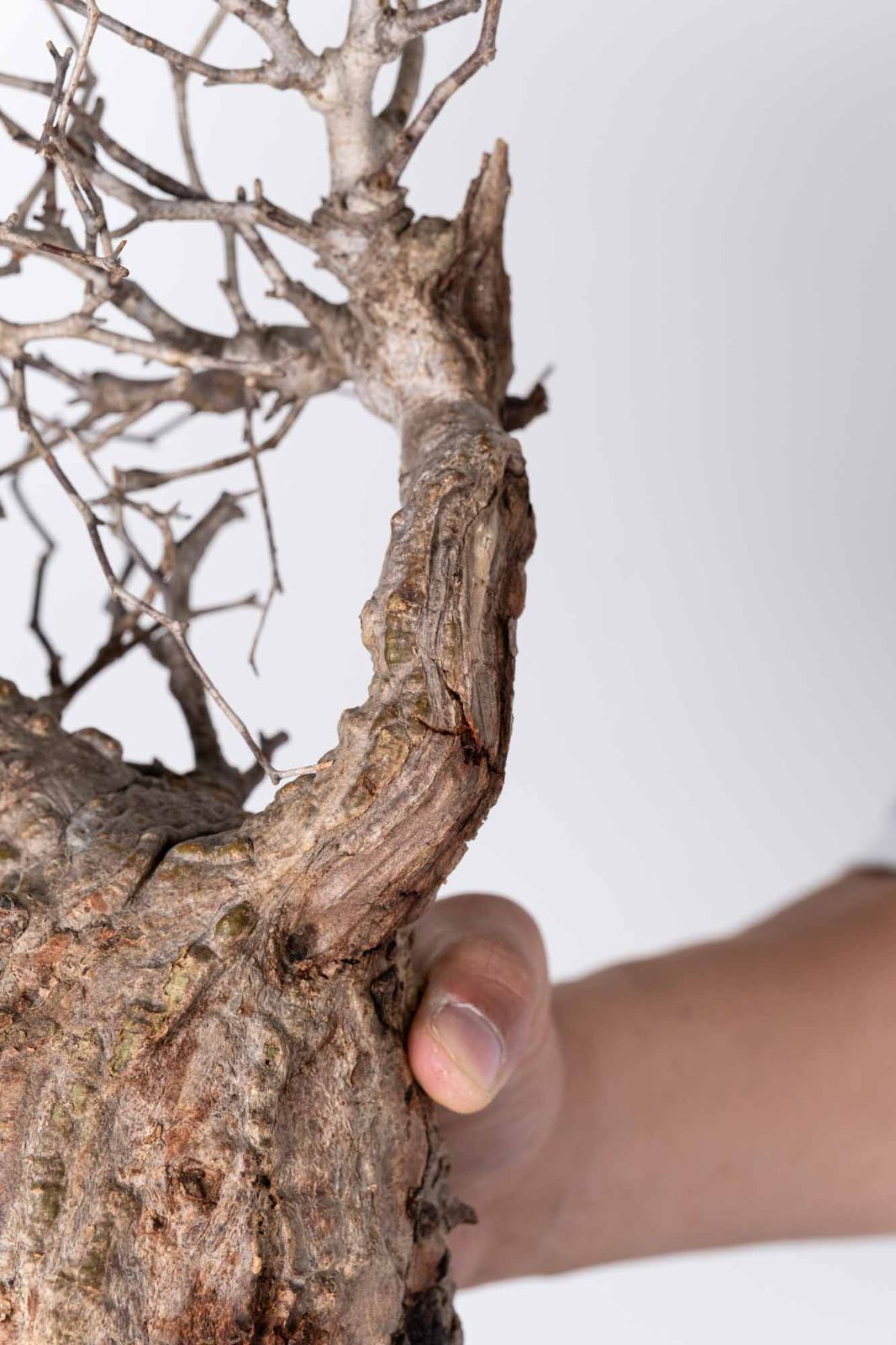 NP120 オペルクリカリア パキプス コーデックス ベアルート株