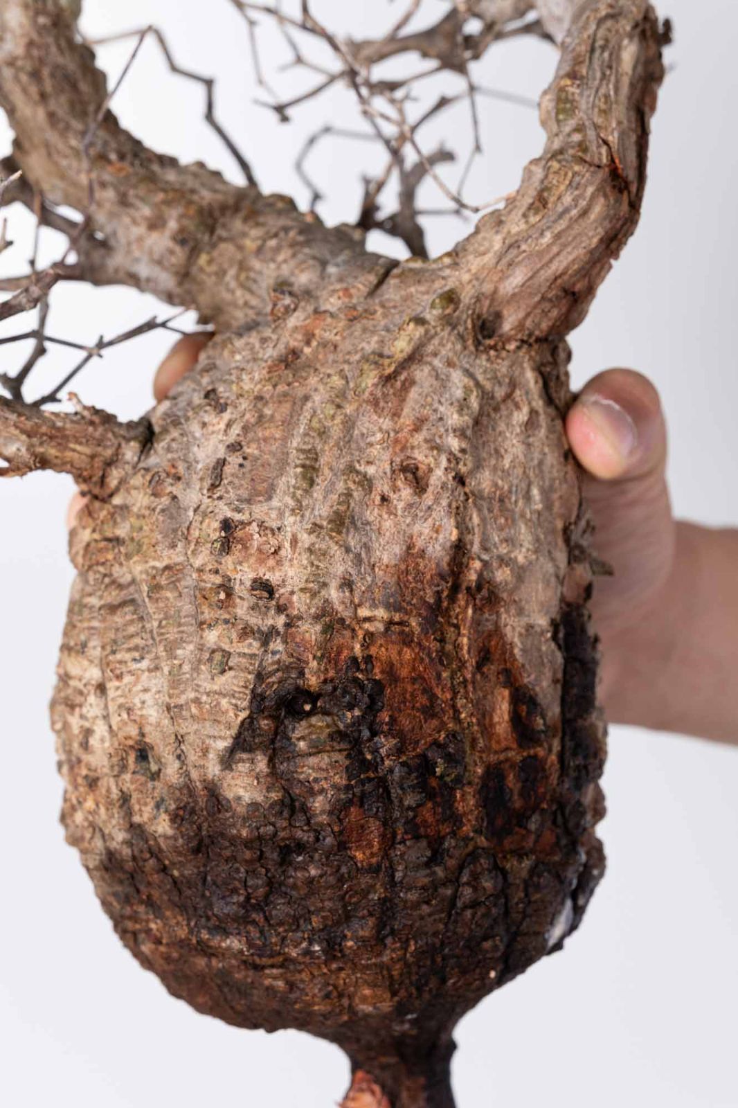 NP120 オペルクリカリア パキプス コーデックス ベアルート株