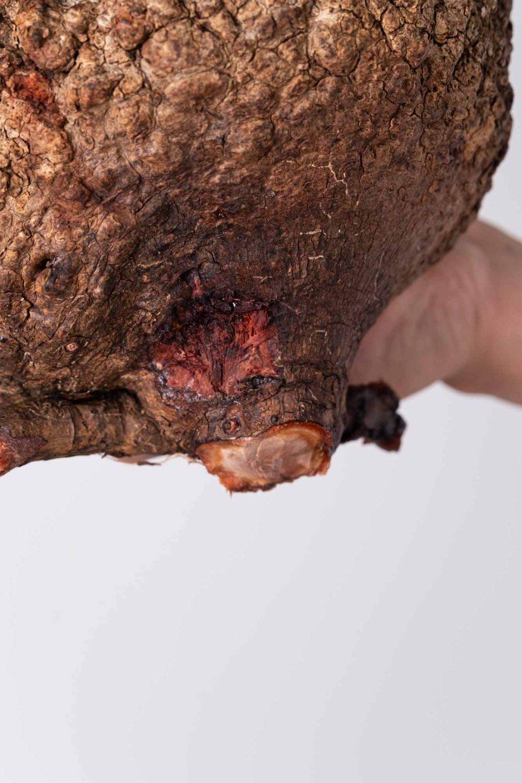 NP123 オペルクリカリア パキプス コーデックス ベアルート株 - メルカリ