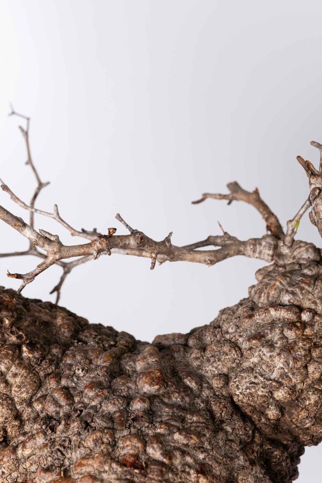 NP123 オペルクリカリア パキプス コーデックス ベアルート株 - メルカリ