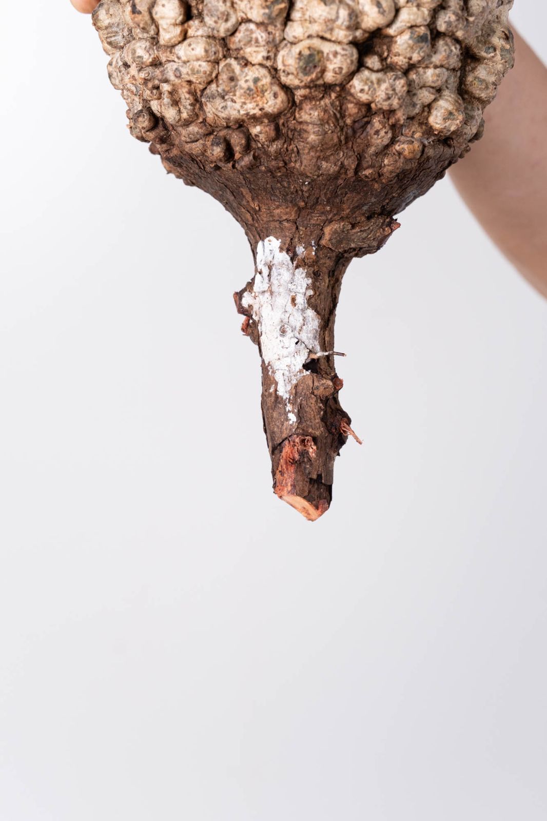 NP124 オペルクリカリア パキプス コーデックス ベアルート株